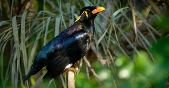 Suo moto notice of illegal trade in endangered indigenous birds; Calcutta High Court