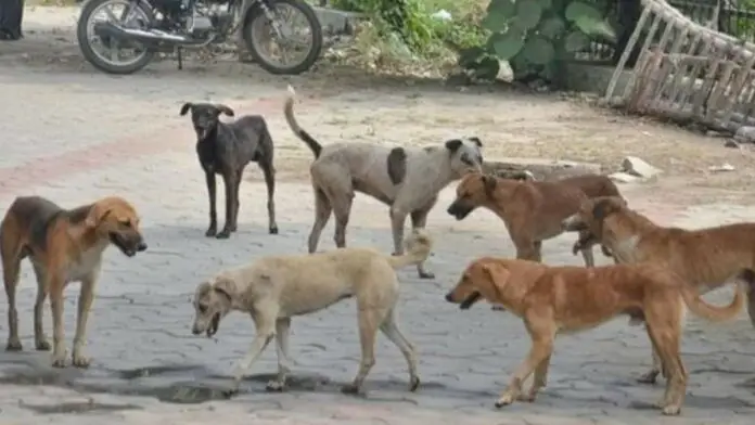 Even Animals Have Right To Live With Respect And Dignity: Delhi HC